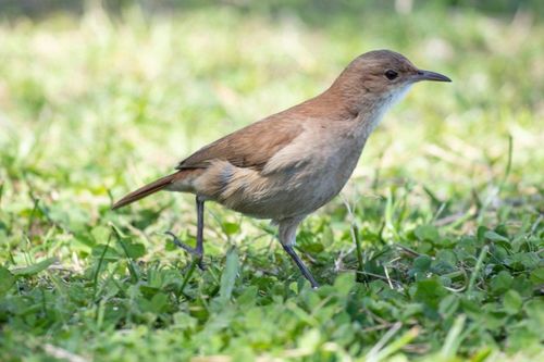 The Rufous Hornero Is Argentina’s National Bird