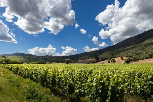 If you travel to Colchagua don't miss som of the most famous wine tasting tour