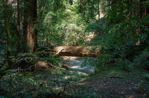 In this park, you will see some of the tallest and oldest trees remaining in this part of California, such as the Parson Jones Tree (310 feet high) and the Coronel Armstrong Tree (more than 1400 years old)