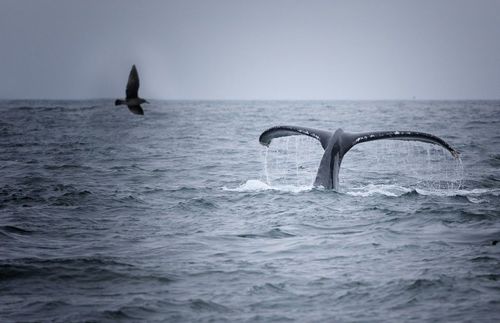 Watch Whales in Kona (Dec-May)