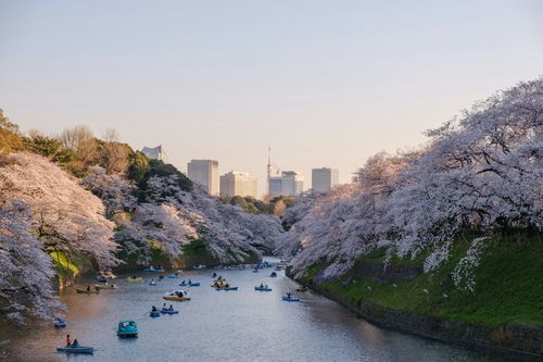 Find out when and where to witness the cherry, or sakura flower, blossom season in Japan this 2024.